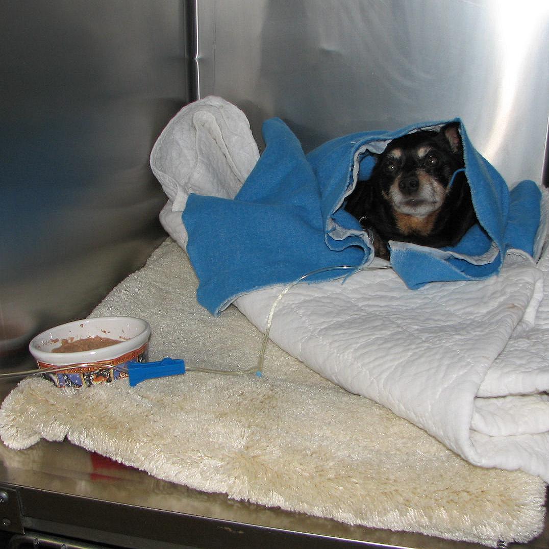 dog in kennel