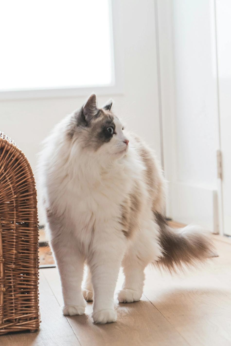 Norwegian Forest Cat