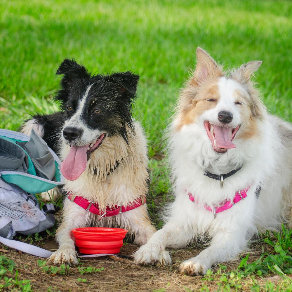 Dogs taking a break while playing at dog park