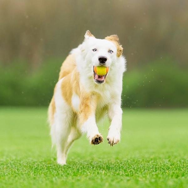 Dog running with tennis ball