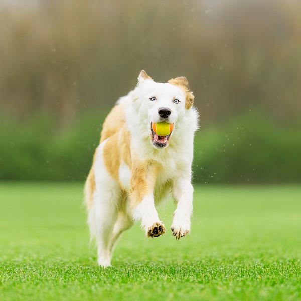 Dog running with tennis ball