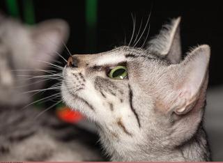 Egyptian Mau Cat