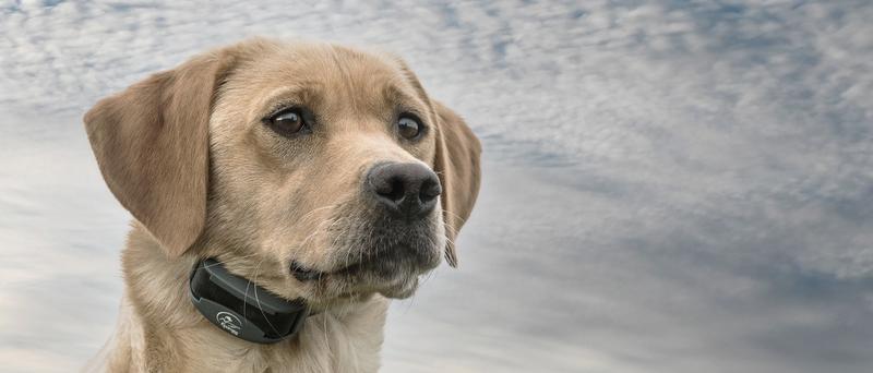 Dog wearing FieldTrainer collar