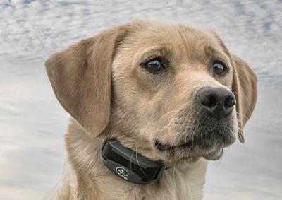 Dog and SportDOG trainer