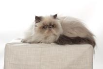 Himalayan cat