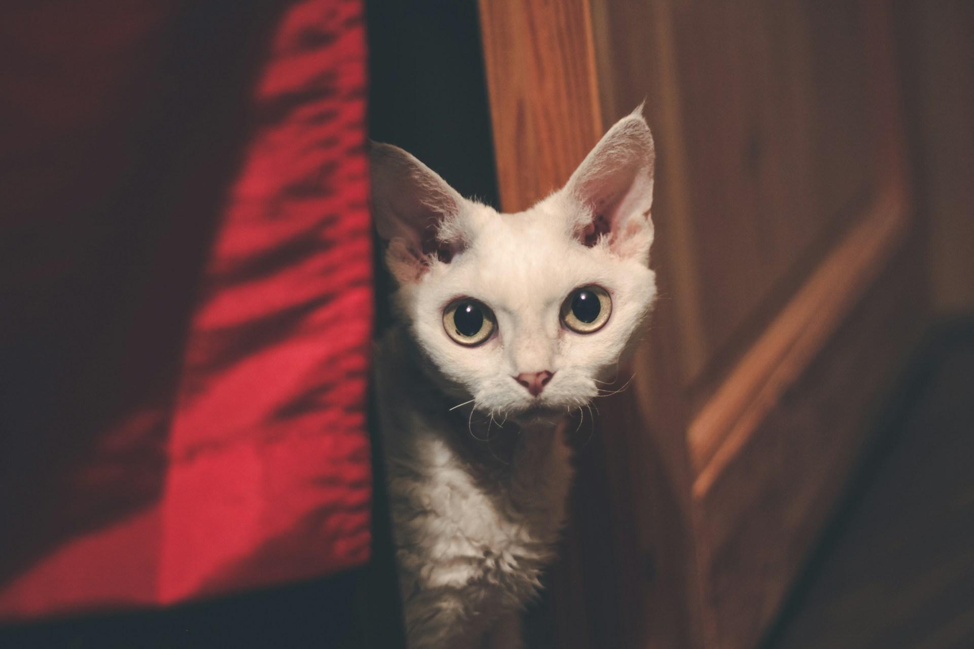 Devon Rex White