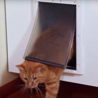 Cat in pet door