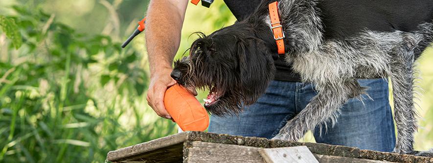 Proper Dental Care for Your Dog
