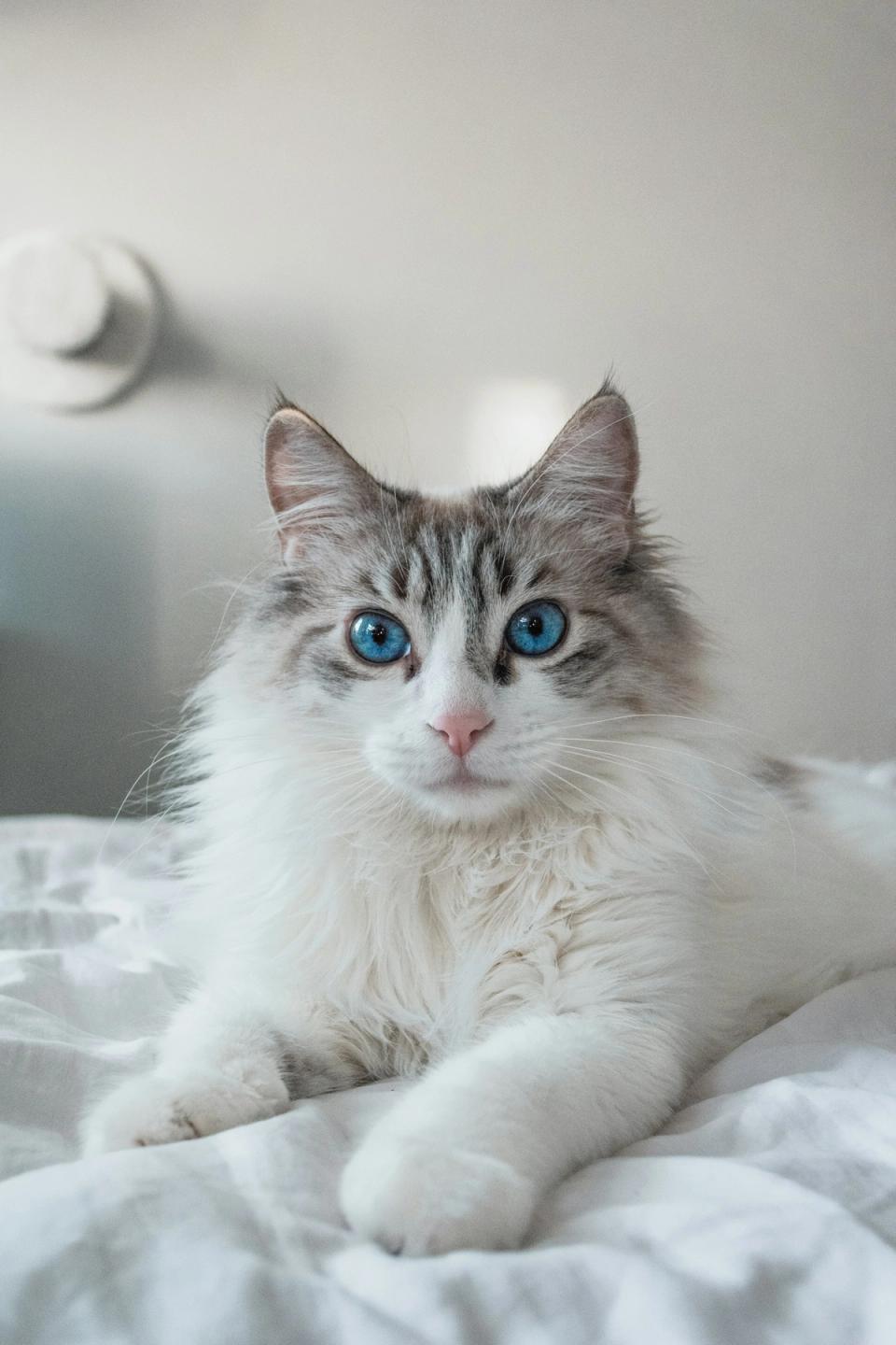 Ragdoll Cat