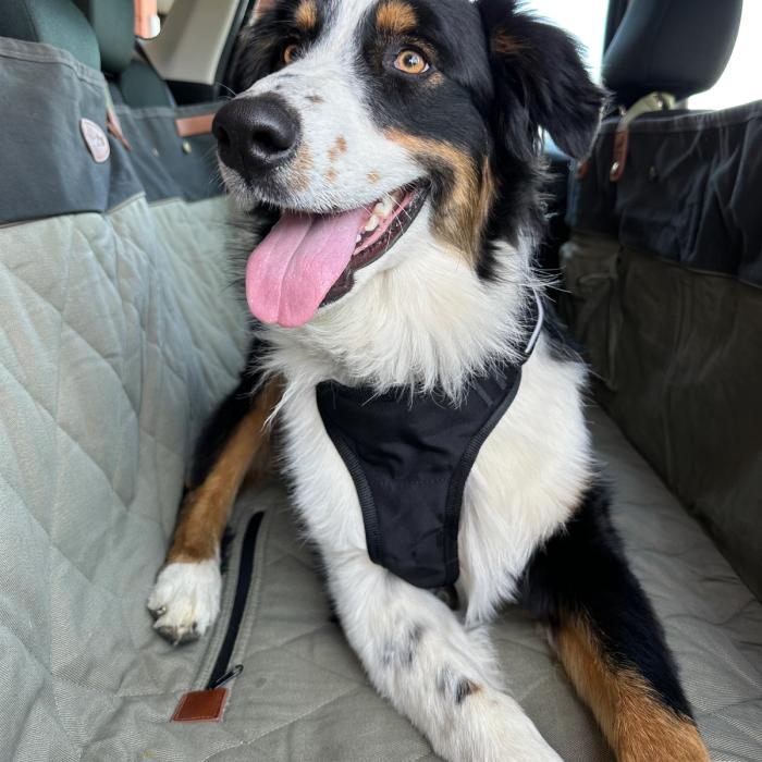 Happy aussie sitting in the back of a car on a PetSafe hammock bench seat cover