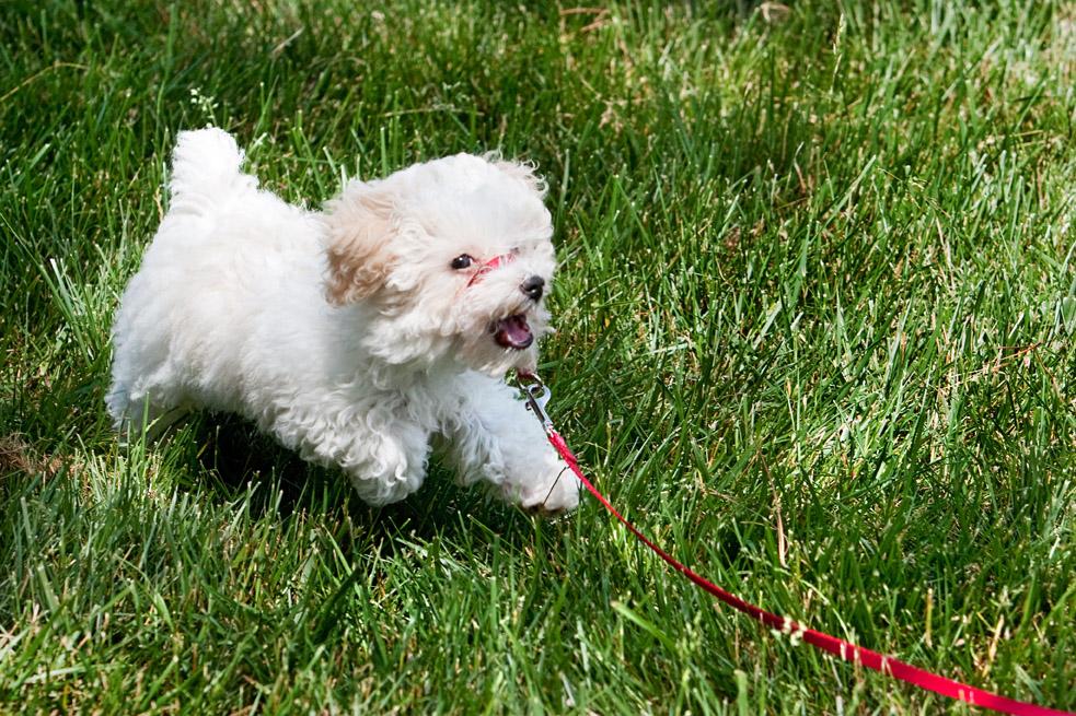 Dog in headcollar