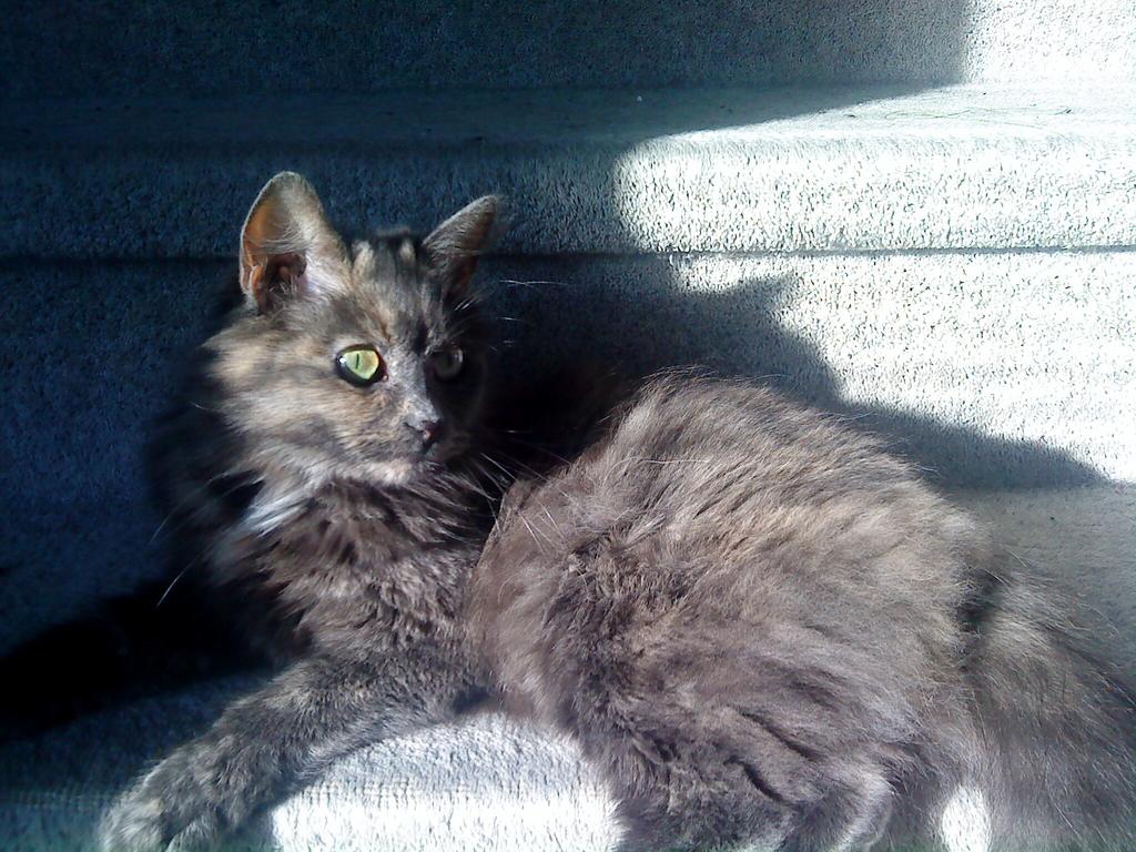 Norwegian Forest Black Cat