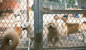 multiple dogs standing on other side of gate at animal shelter