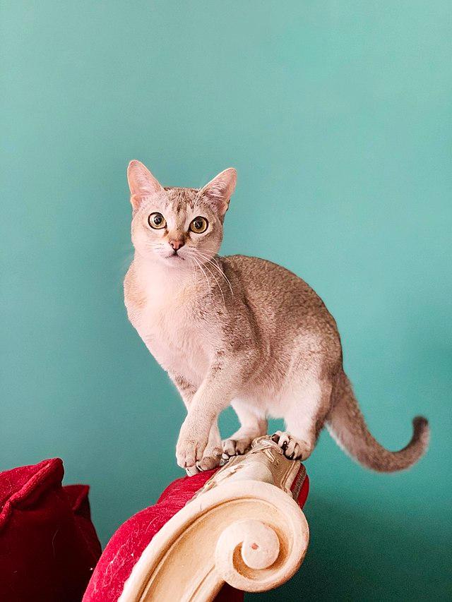 Singapura Cat