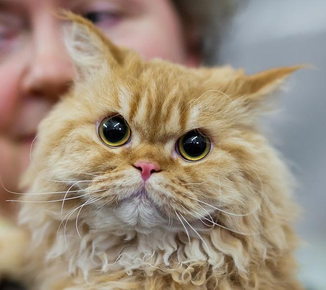 Selkirk Rex Cat
