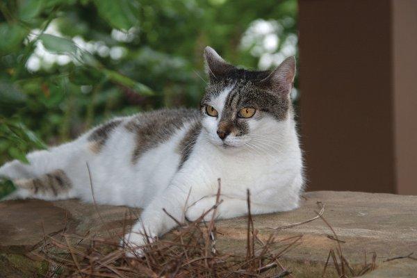 Promoting Healthy Weight with Enrichment