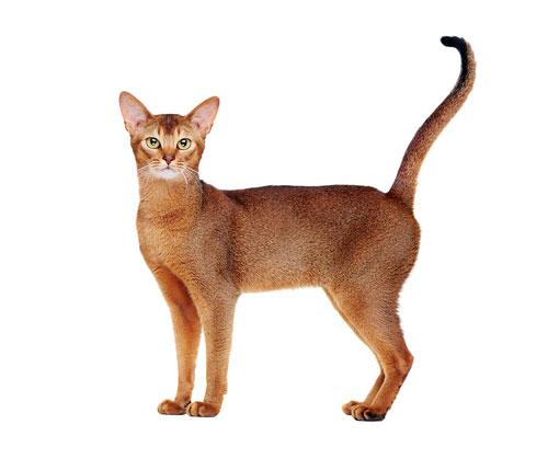 Breed All About It: Siamese and Abyssinian
