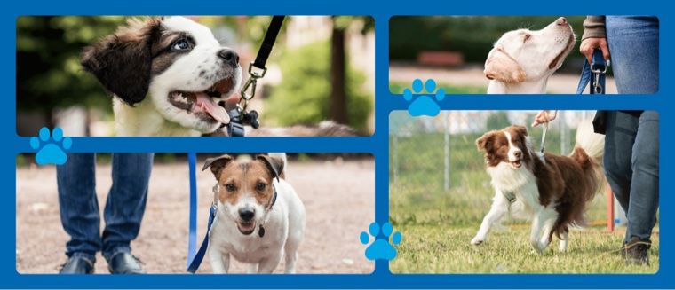 a grid of puppy images walking on leases