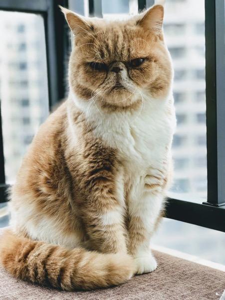 Exotic Shorthair Cat