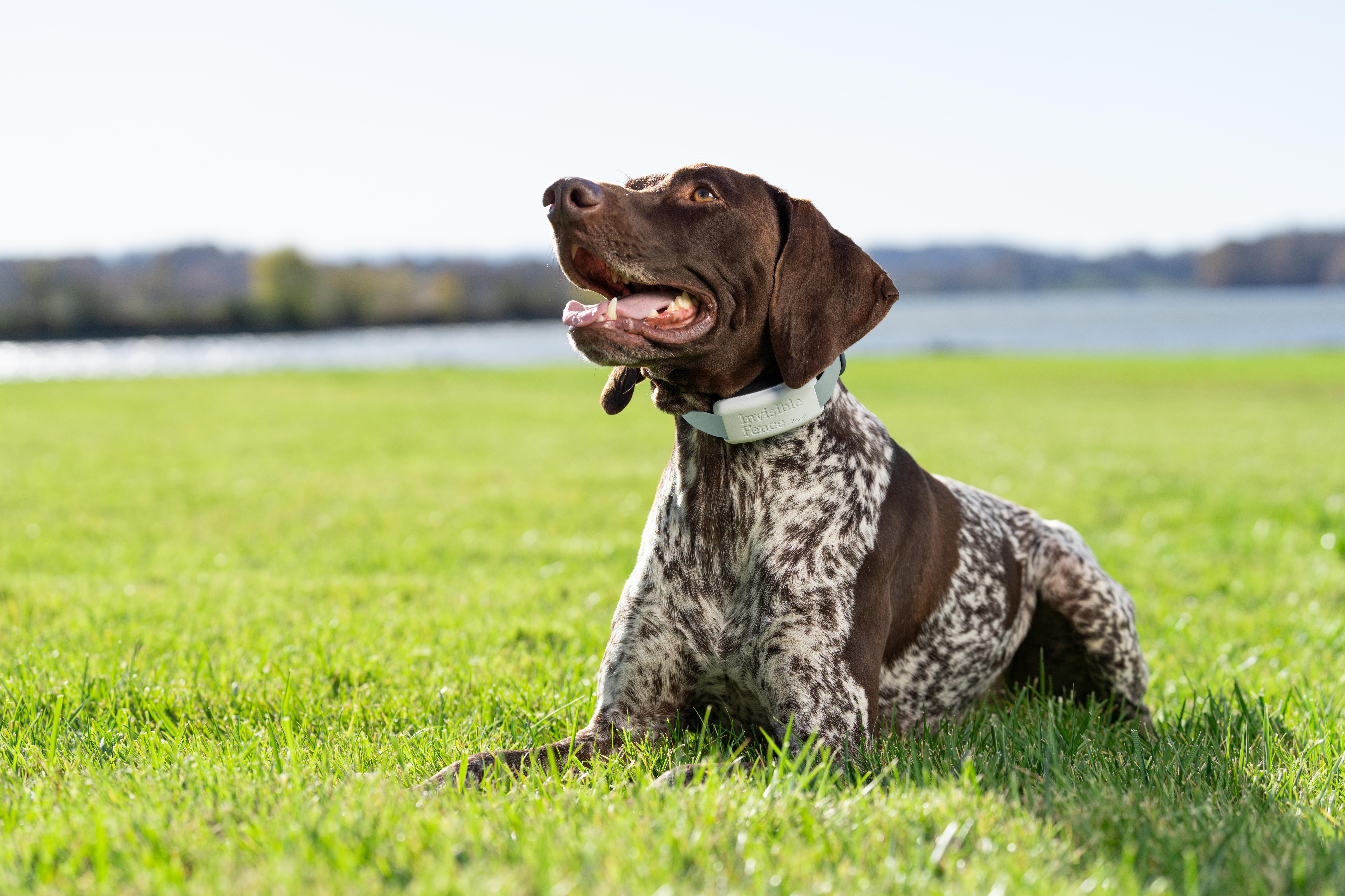 Dog lays in yard wearing GPS dog fence collar