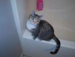 cat on bathtub