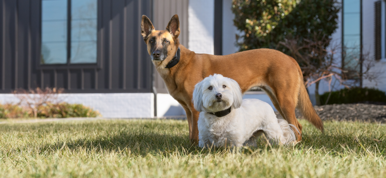 dogs wearing gps fence collar