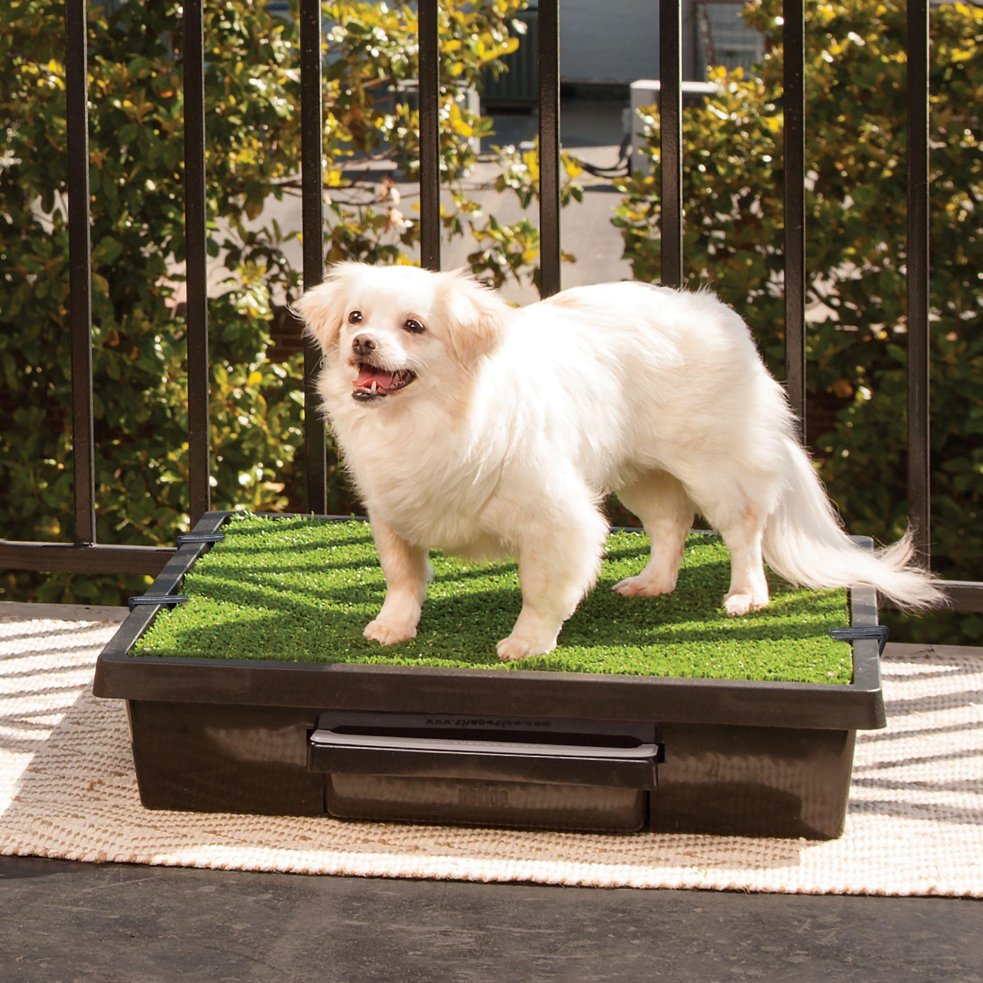 Dog on Pet Loo