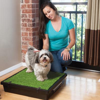 puppy potty