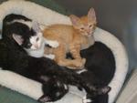 kittens