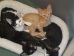 kittens