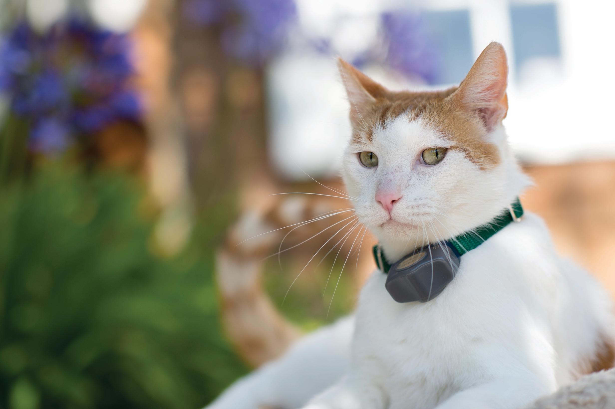 orange and white cat wearing invisible fence collar creating cat-safe boundaries outside