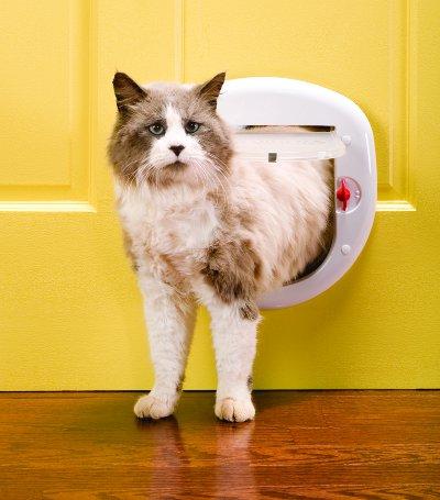 cat door