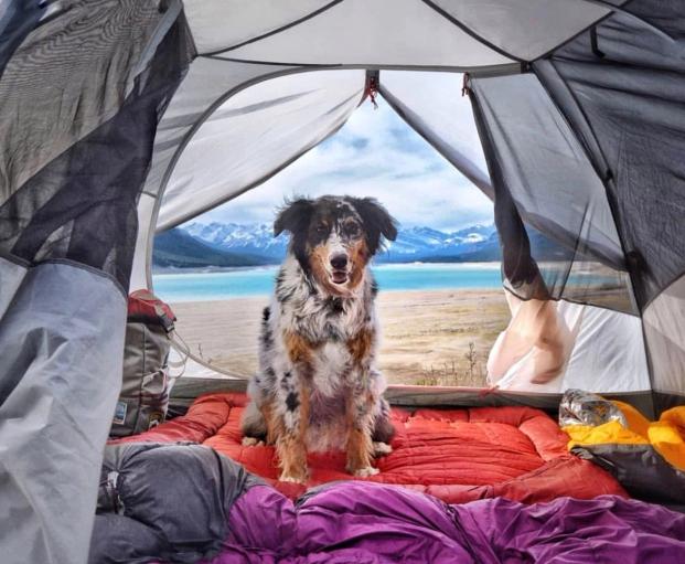6 Tips for Camping with your Dog