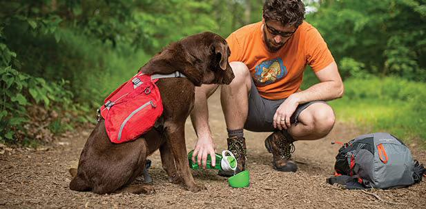 Dog Travel Safety Tips