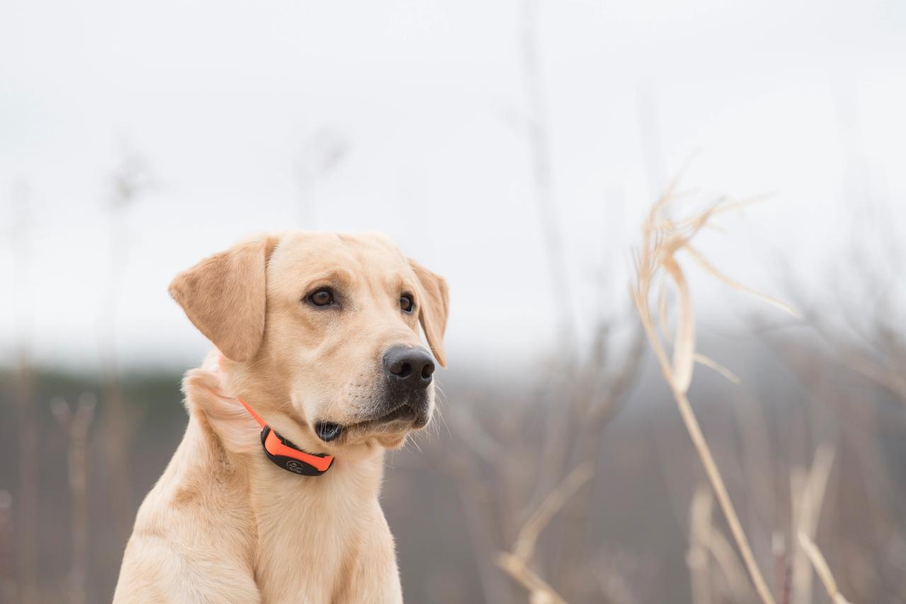 Yellow lab sitting in field.