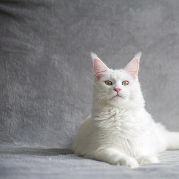 Maine Coon White Cat