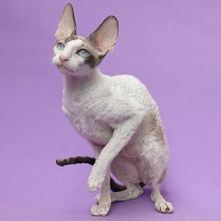 Cornish Rex White