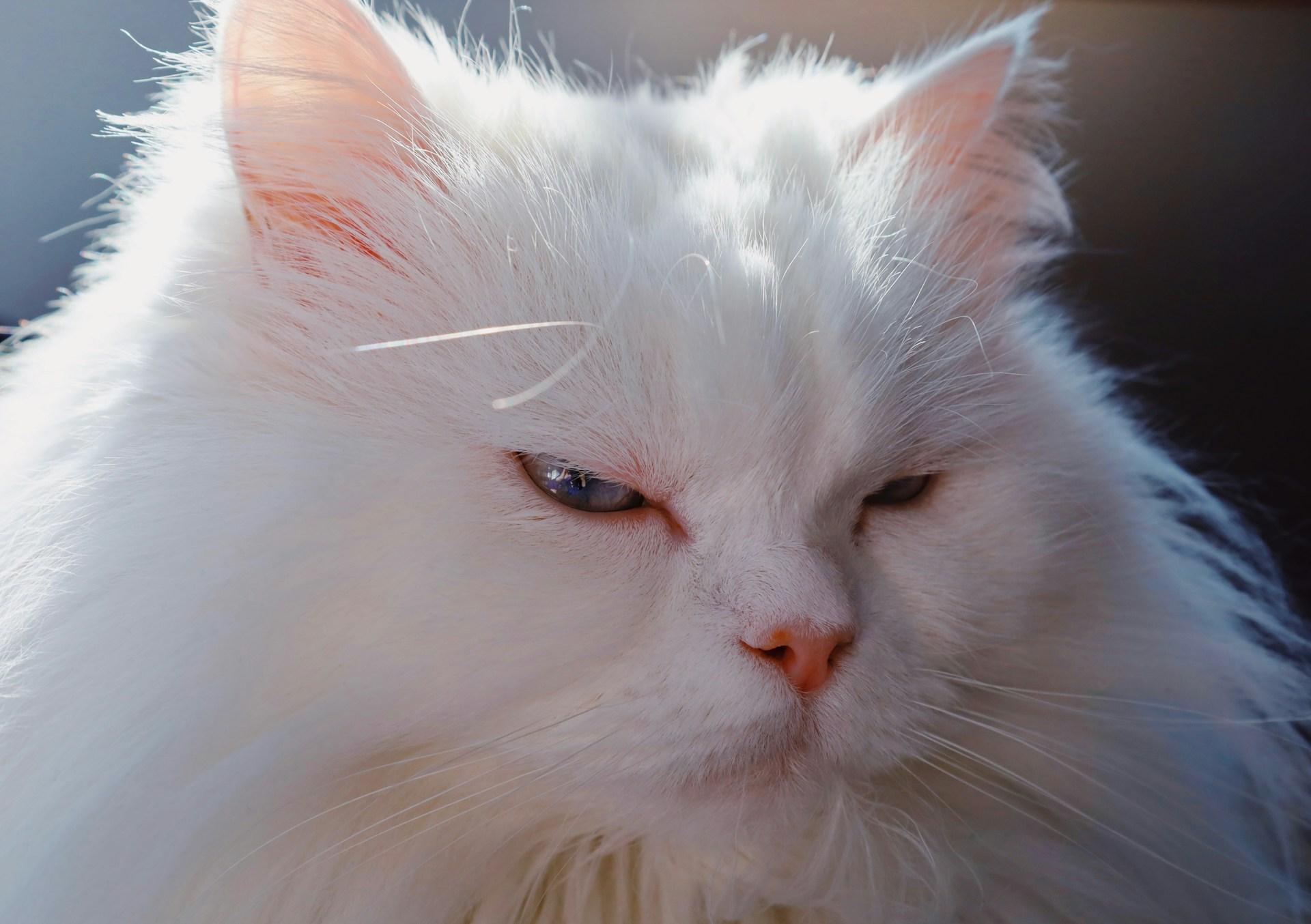 Turkish Angora White