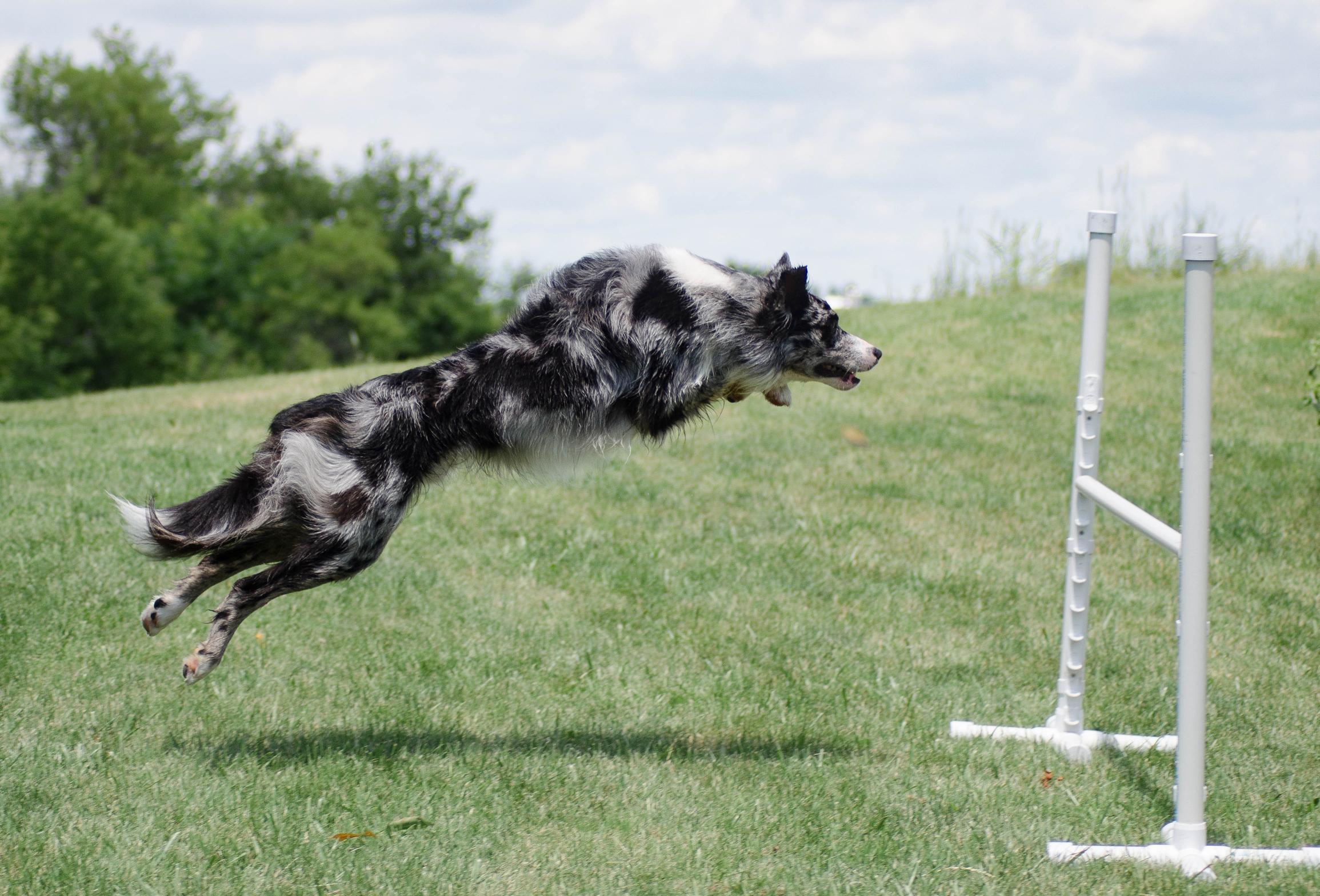 4 Reasons Agility is Amazing