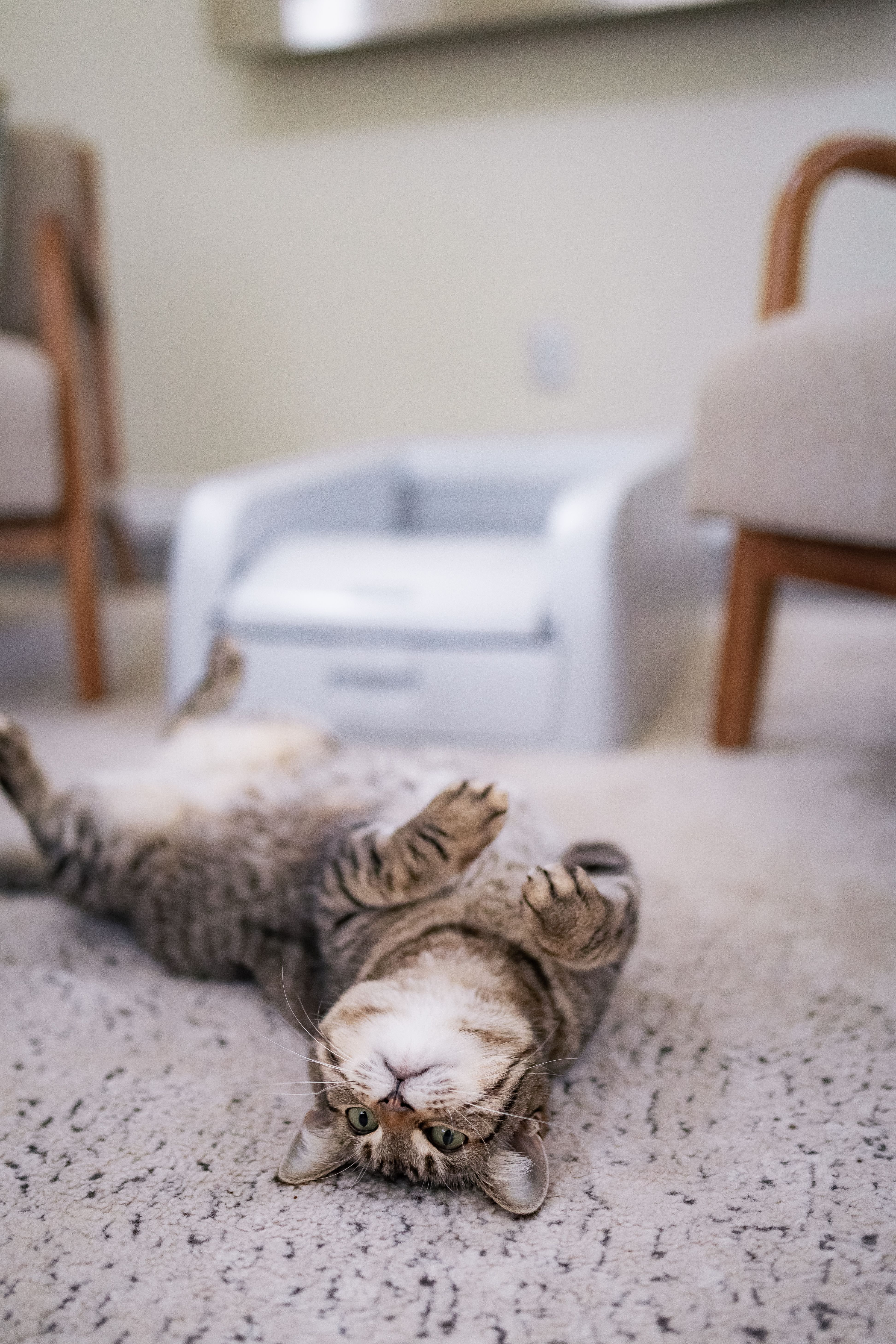 good kitty and self-cleaning litter box