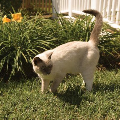 cat outside