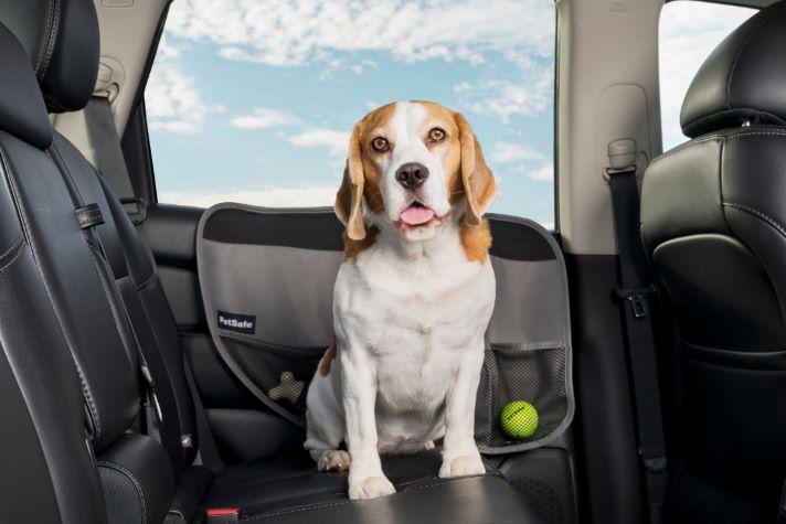 Dog in car