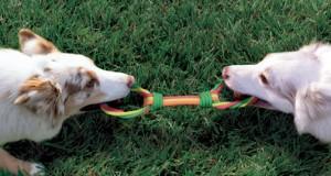 dogs playing