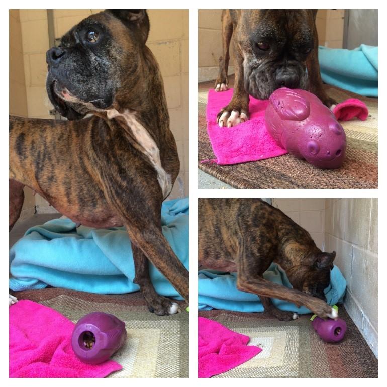 dog playing