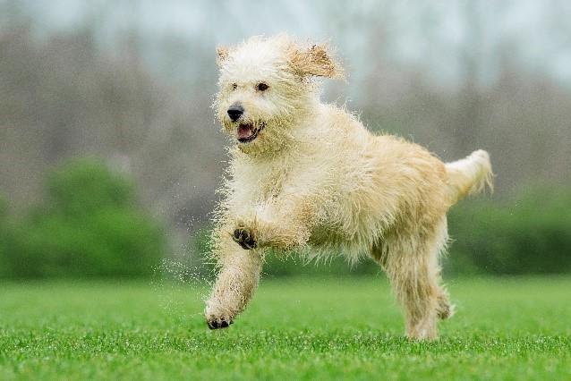 Why Neuter a Dog? The health and behavior benefits