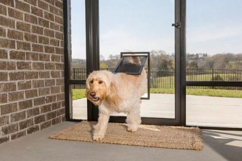 dog coming through petsafe screen door
