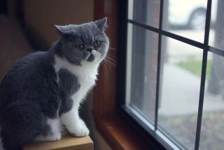 exotic shorthair cat