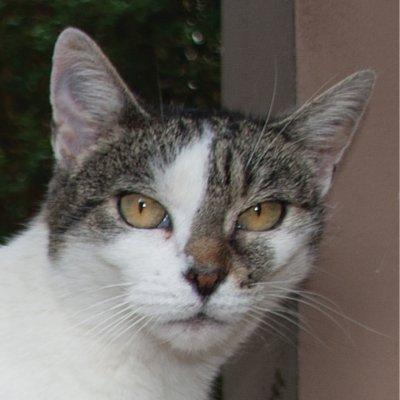 How to Help Animals in Your Community