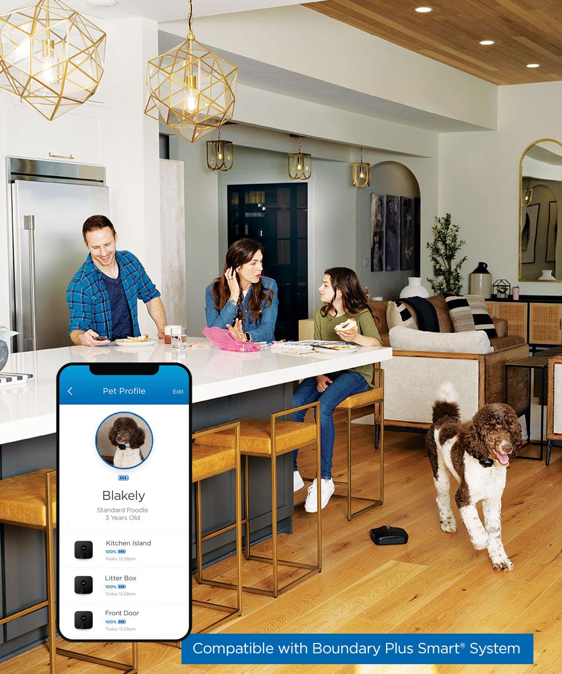 Dog sitting on floor being kept off of couch by Shield product.