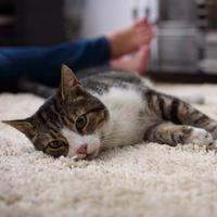 cat on carpet